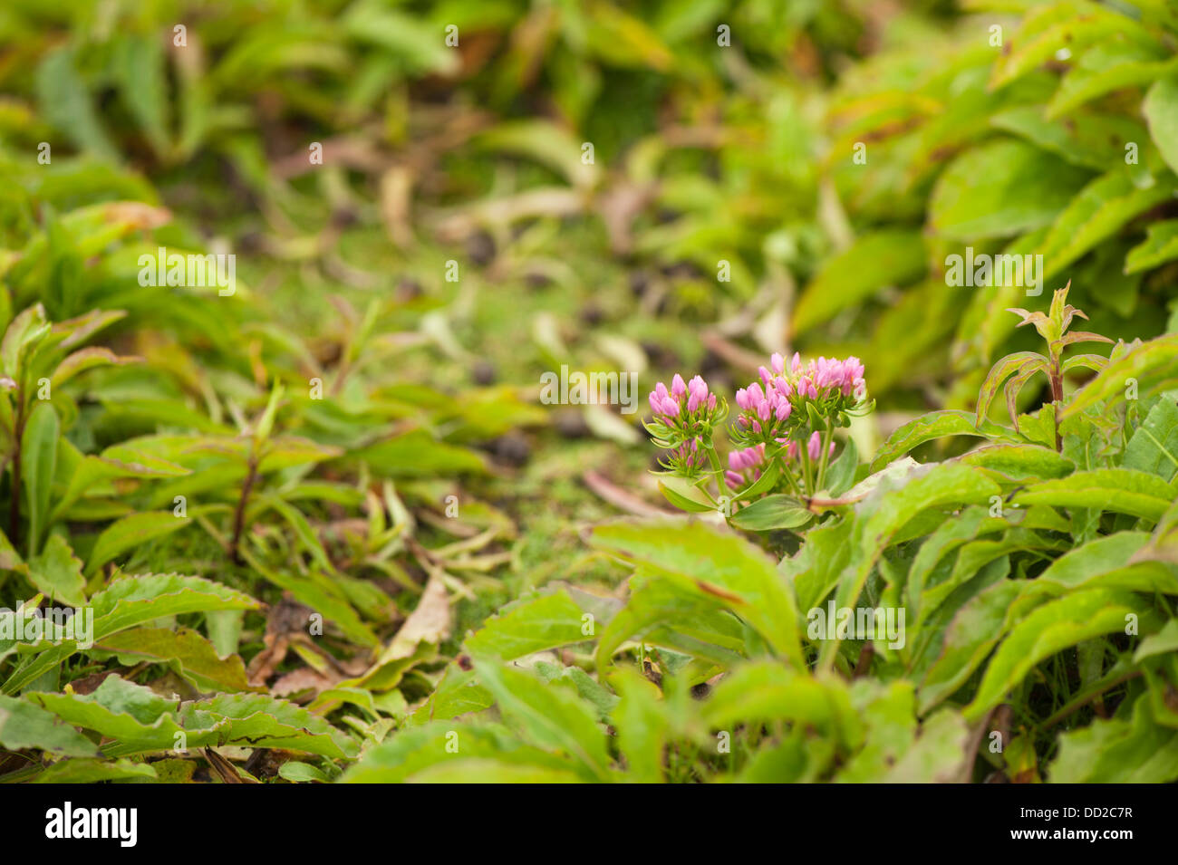 Centaurée Centaurium erythraea, commun, en bouton Banque D'Images