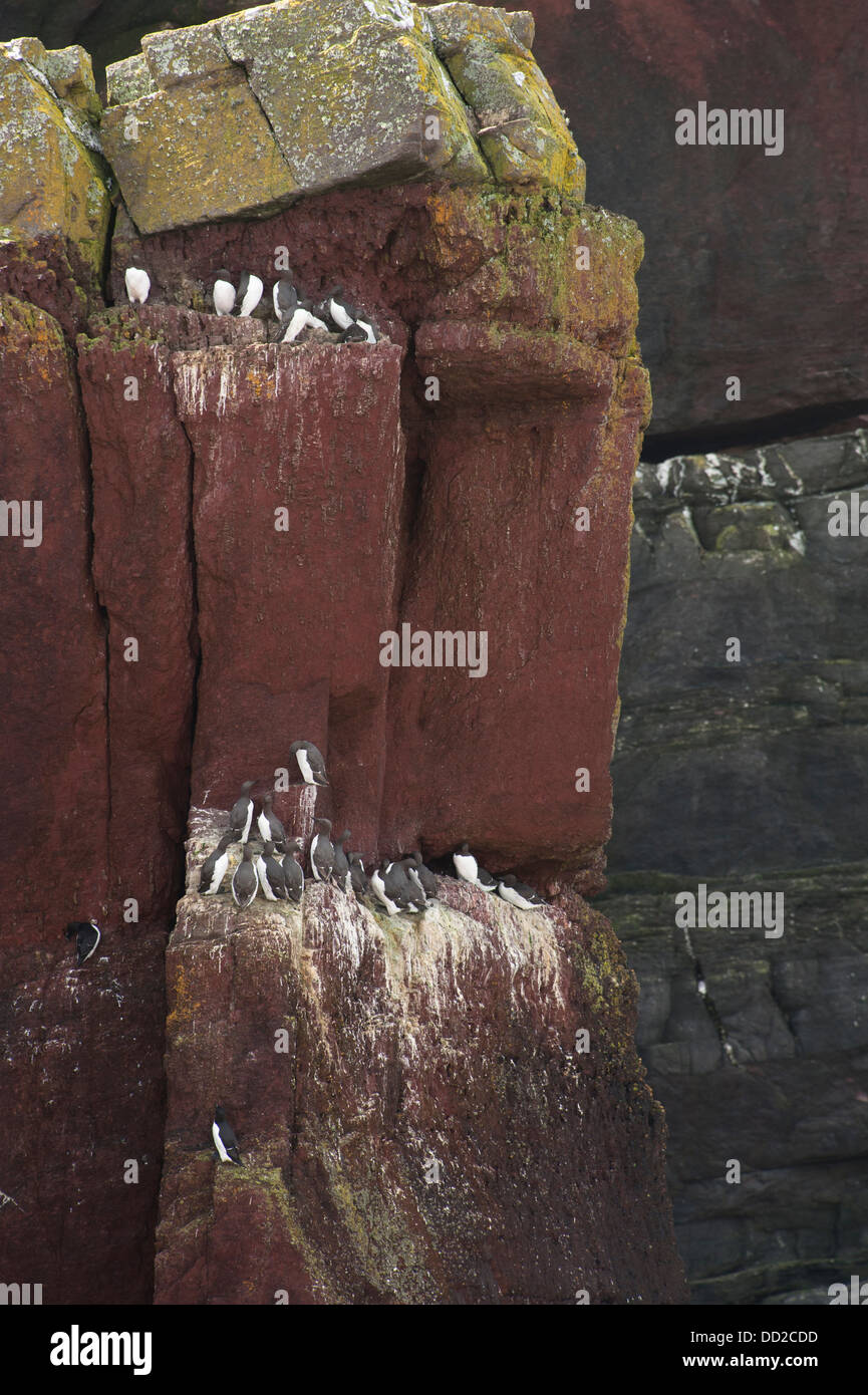 Les guillemots, Uria aalge, nichant dans Twinlets, Skokholm, Pembrokeshire, Pays de Galles du Sud, Royaume-Uni Banque D'Images