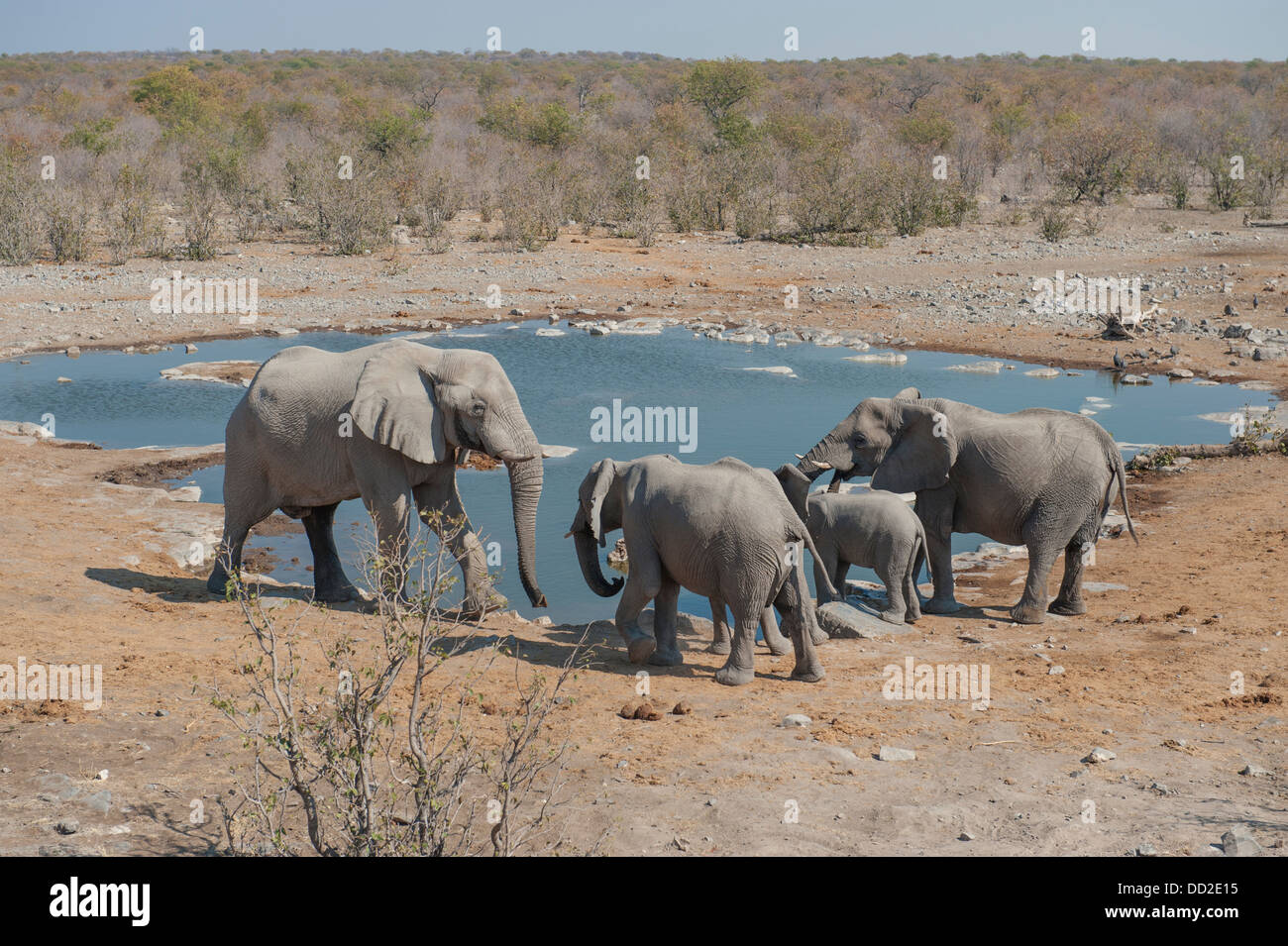 Bull et les femelles de l'éléphant (Loxodonta africana) à Halali waterhole, Etosha Nationalpark, Namibie Banque D'Images