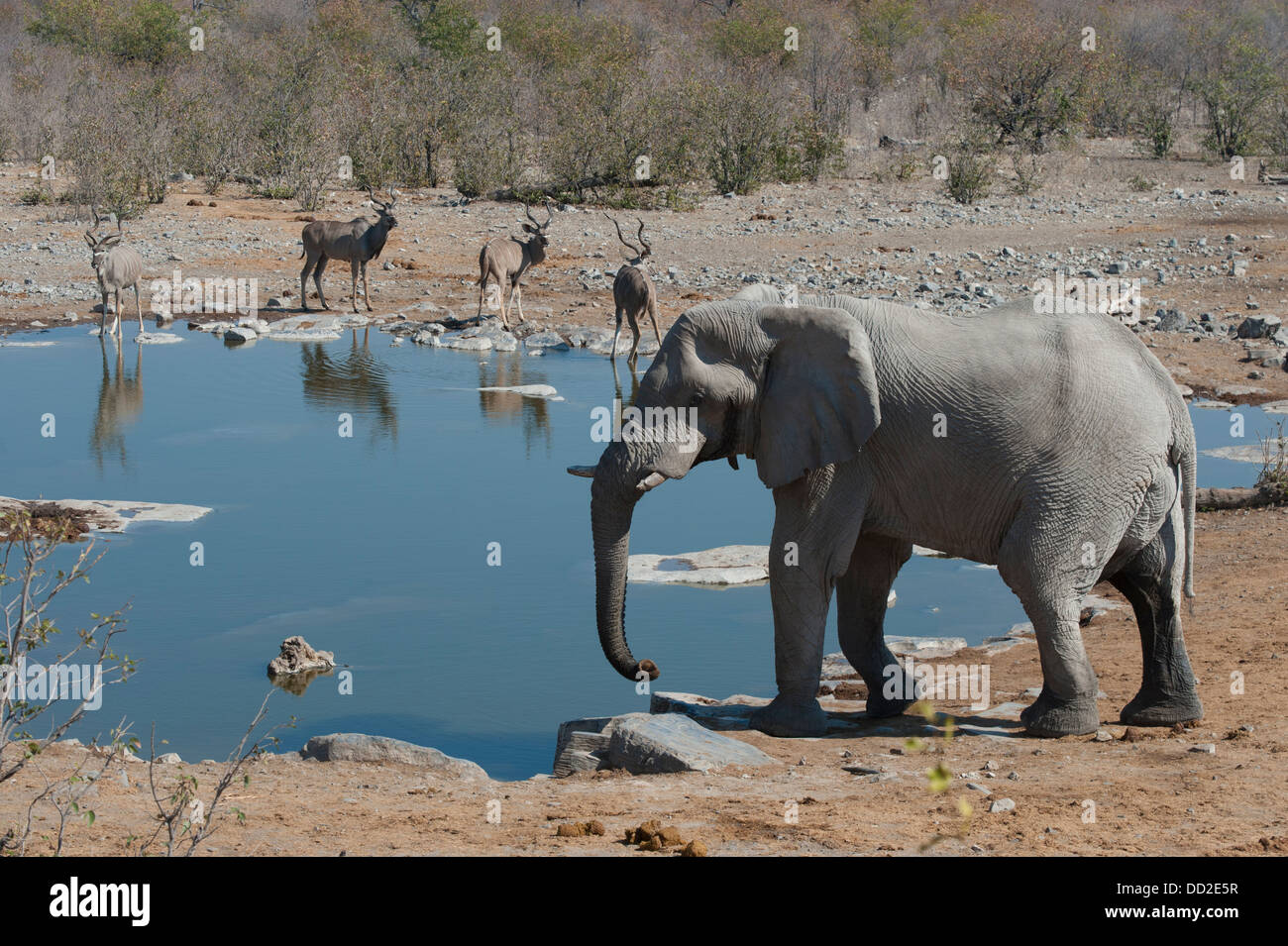 Bull Elephant (Loxodonta africana), quatre grand koudou koudou (Tragelaphus strepsiceros) d'alcool, d'eau, la Namibie Etosha Halali Banque D'Images