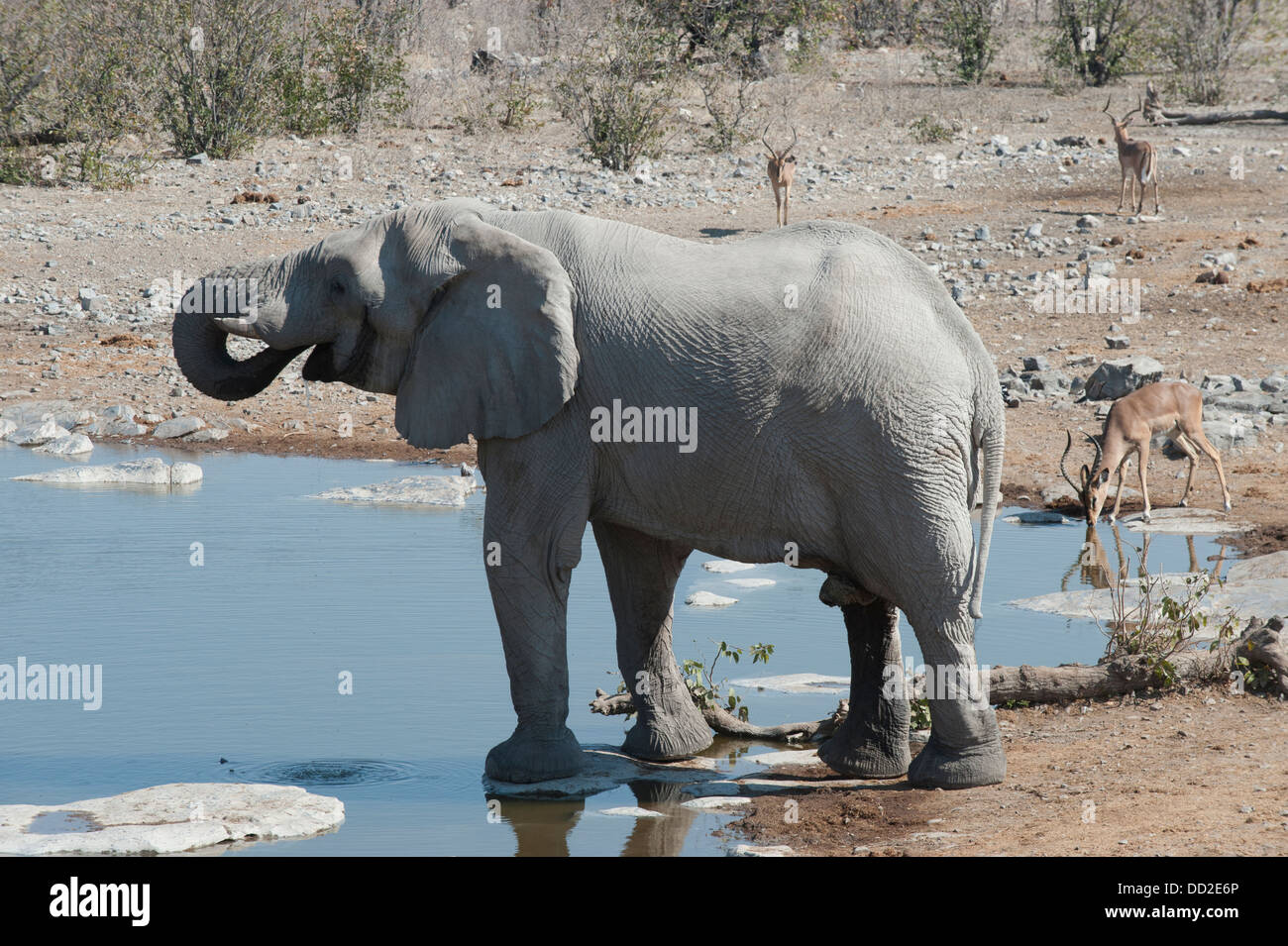 Bull Elephant (Loxodonta africana) et 3 mâles Impala (Aepyceros melampus) boire à Halali waterhole, Etosha, Namibie Banque D'Images