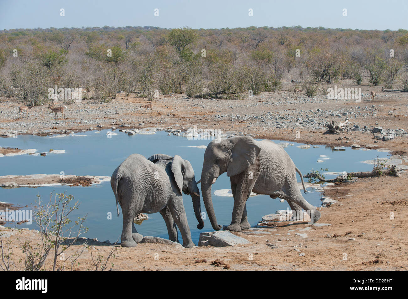 Deux éléphants (Loxodonta africana) poussant les uns les autres au point d'Halali, Etosha Nationalpark, Namibie Banque D'Images