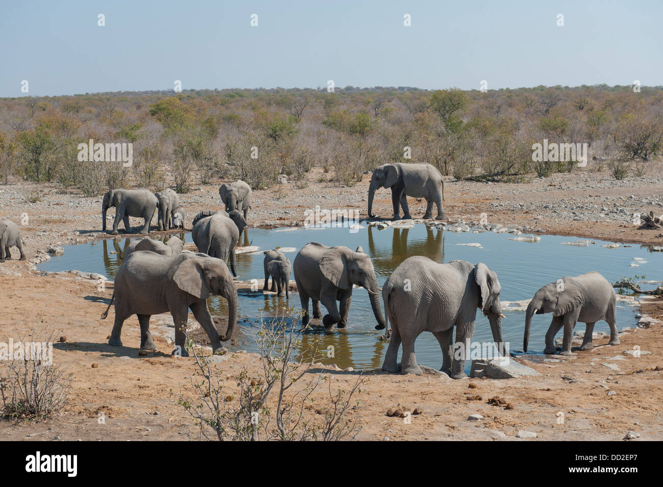 Groupe d'éléphants (Loxodonta africana) boire au point d'Halali, Etosha Nationalpark, Namibie Banque D'Images