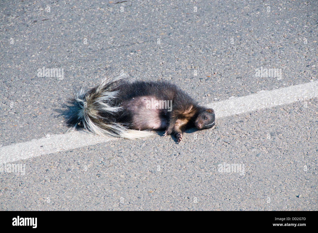 Dead Skunk milieu de road Banque D'Images