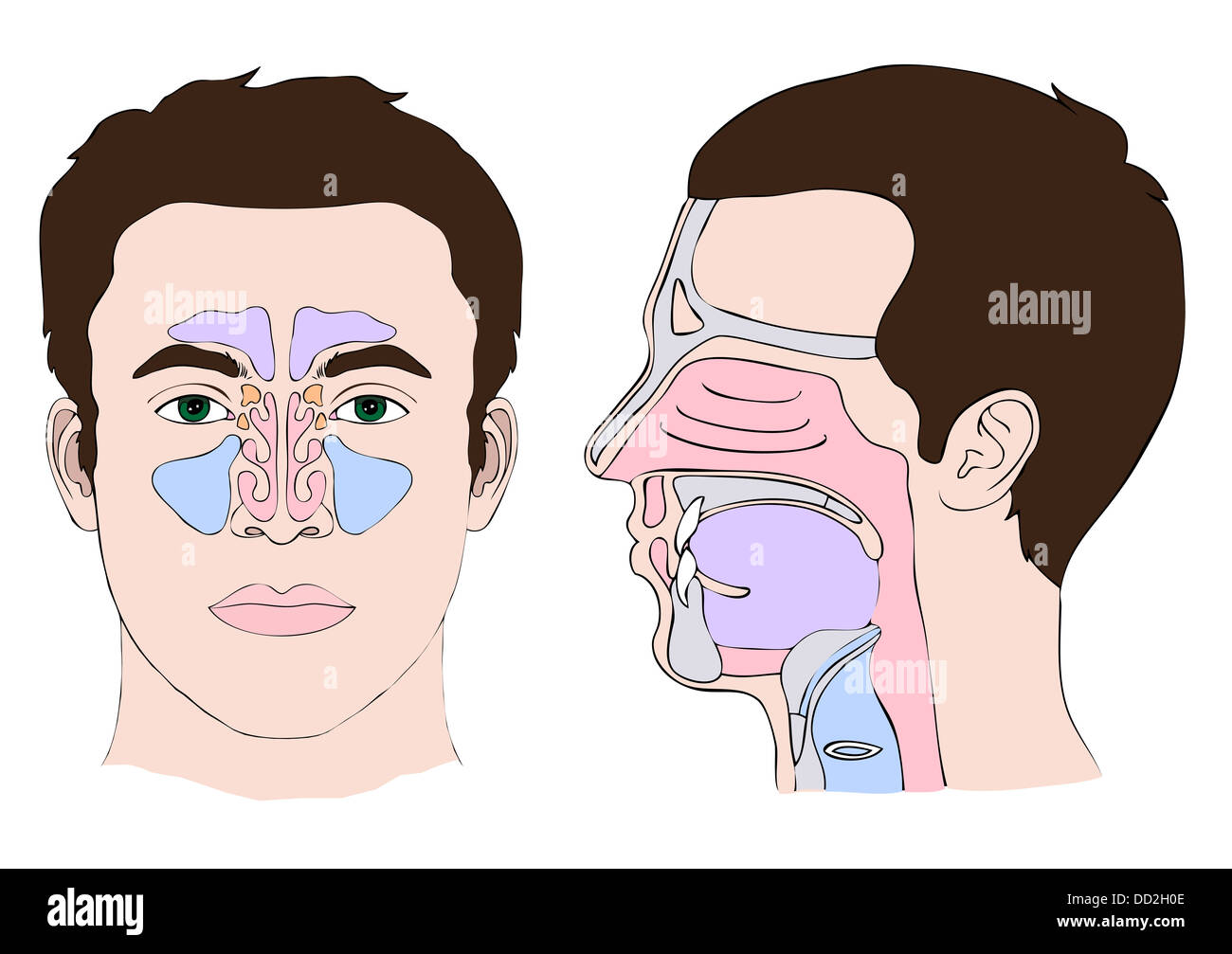 Anatomie du nez et de la gorge Banque D'Images