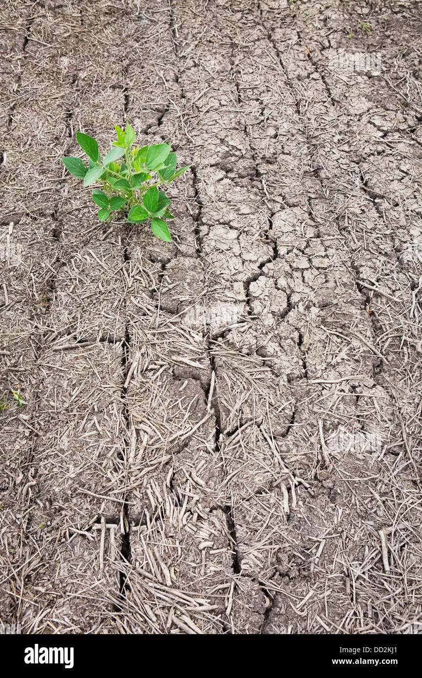 Seule l'usine de soja dans la terre sèche, craquelée, Port Colborne, Ontario, Canada Banque D'Images