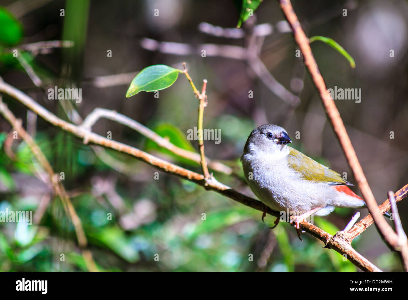 Un jeune red-browed finch assis dans le bush, scrutant avec une inclinaison de la tête. Banque D'Images