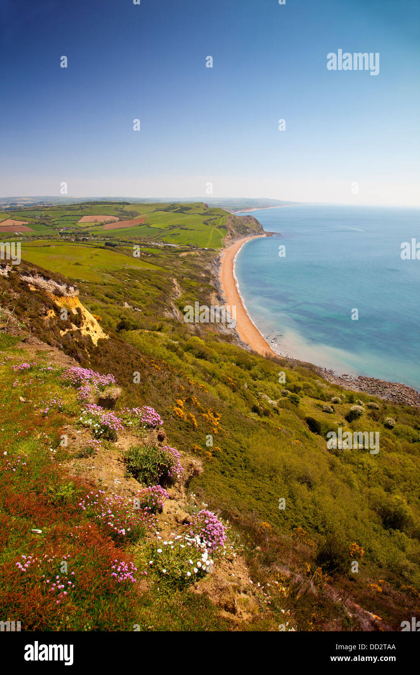 À l'est de Cap vers l'est le sommet d'or bas Point sur la SW chemin côtier, Dorset, England, UK Banque D'Images