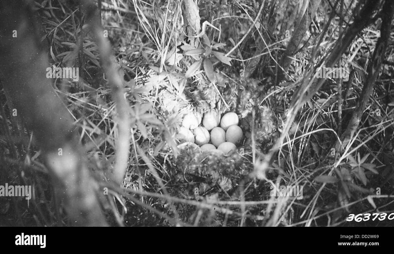 Cette image montre un nid de canard colvert situé dans un fourré d'aulne, un cadre naturel souvent utilisé par les canards pour la nidification. Le nid reflète le choix par le colvert d’aires sûres et dissimulées pour la reproduction et l’éclosion. Banque D'Images