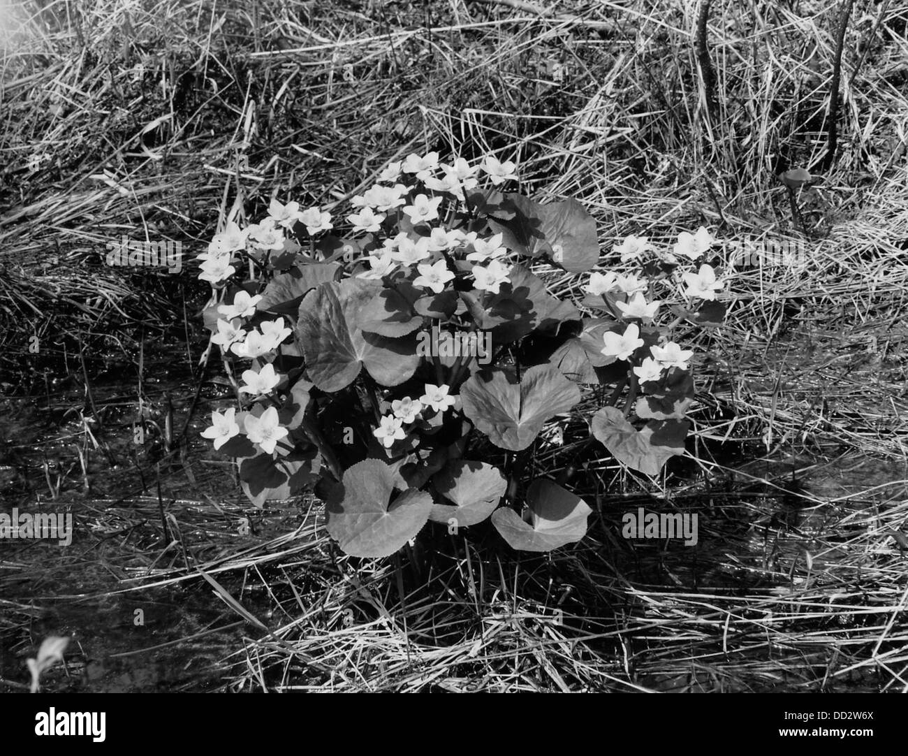 Le Marigold de Marsh est une plante à fleurs jaune vif que l'on trouve dans les zones humides et les marais, connue pour ses fleurs vibrantes au printemps et au début de l'été. Banque D'Images