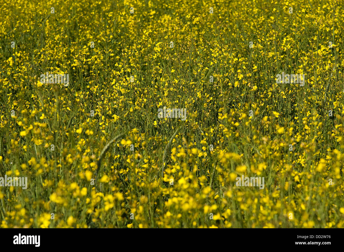 Rovellasca champ vert et jaune Banque D'Images