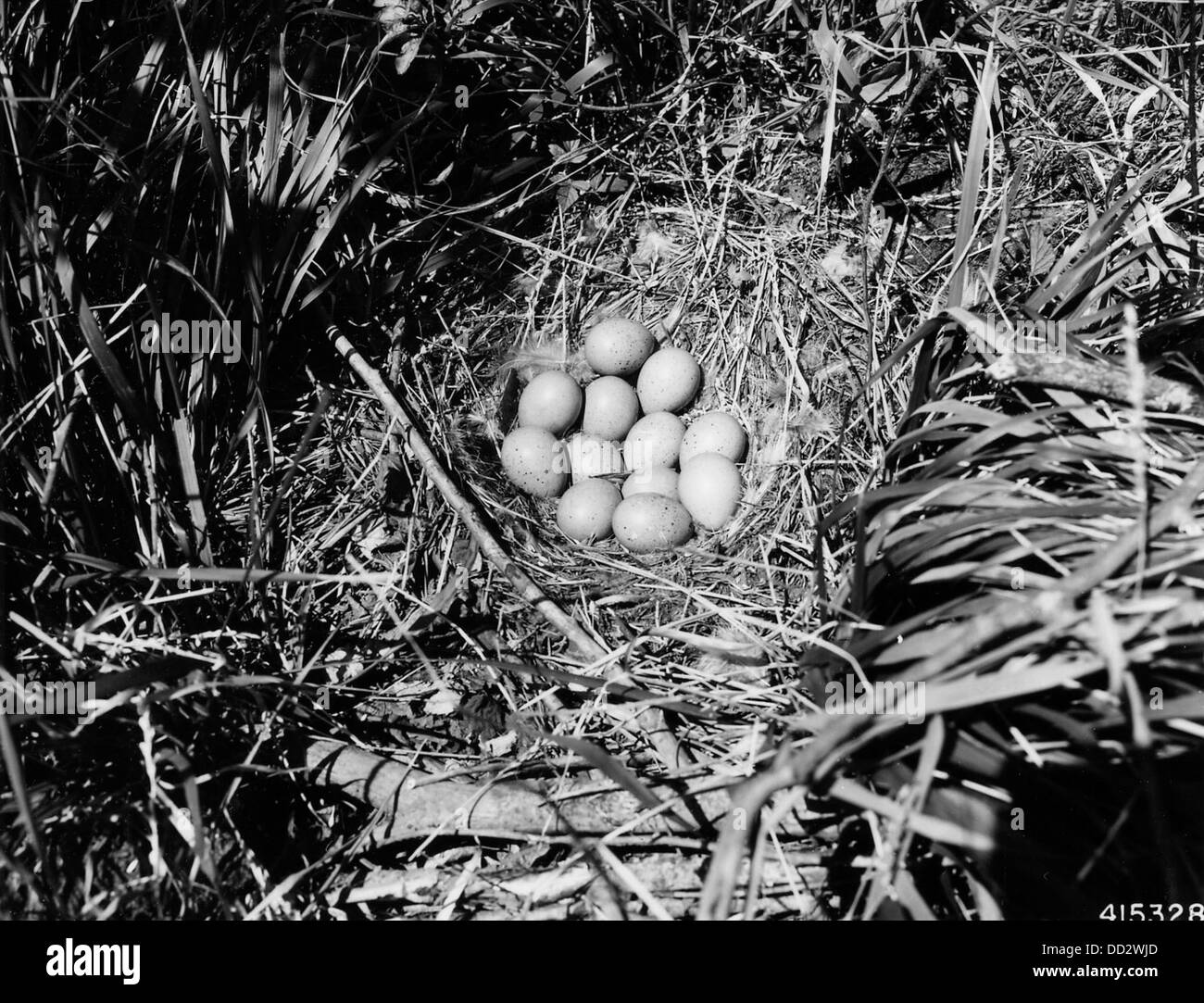 Nid et oeufs d'un Bruant huppée - - 2129299 Banque D'Images