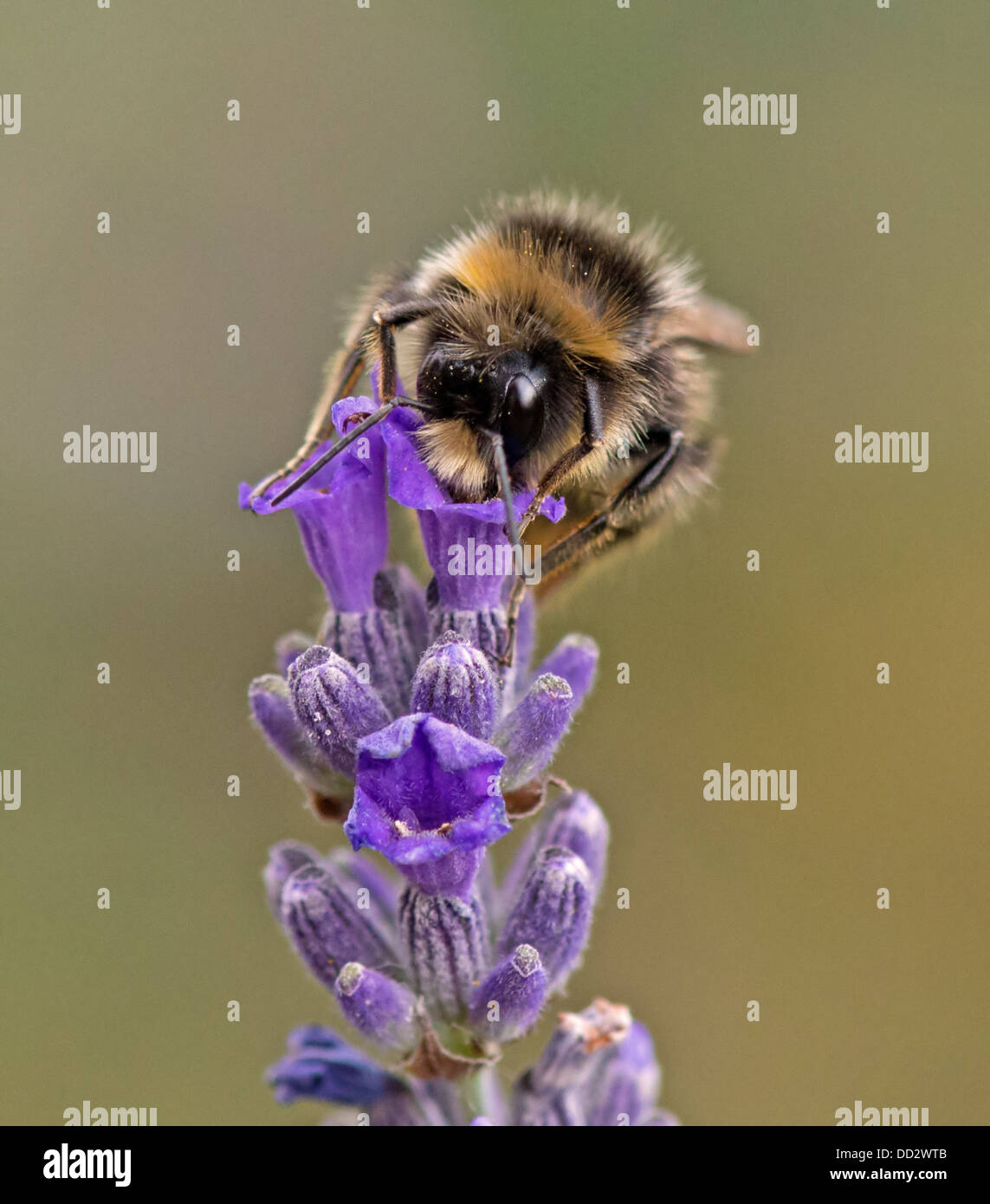 Buff- Bee-Bombus terrestris bourdons Queue Anglais Lavender-Lavandula sur l'alimentation. L'été. Uk Banque D'Images