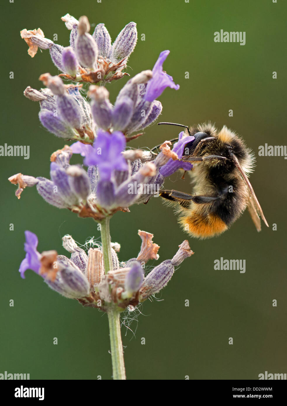 Buff- Bee-Bombus terrestris bourdons Queue Anglais Lavender-Lavandula sur l'alimentation. L'été. Uk Banque D'Images