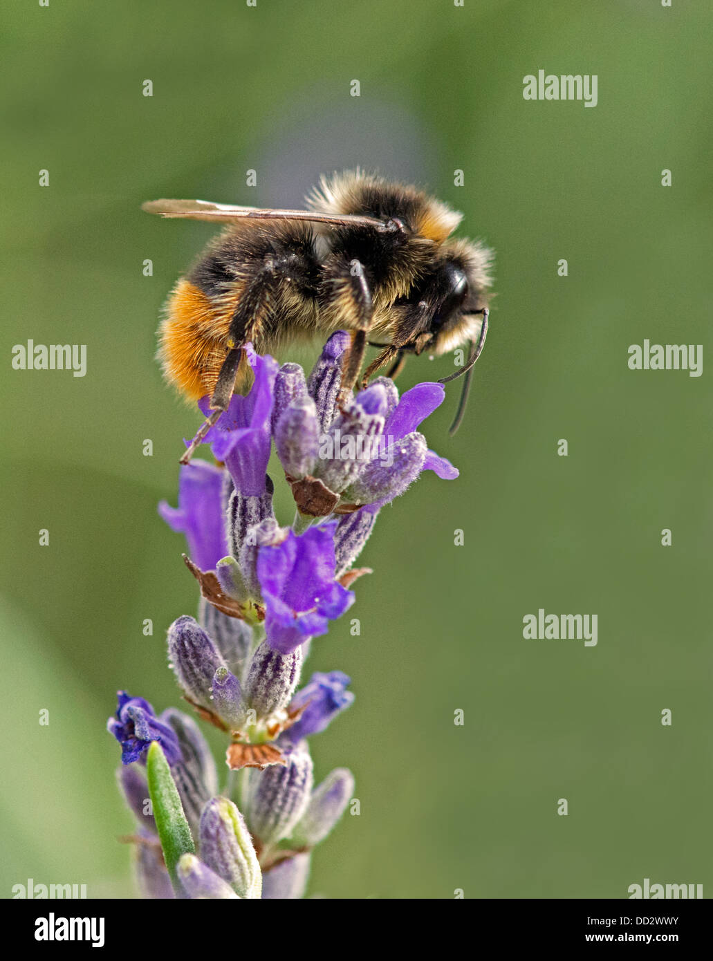 Buff- Bee-Bombus terrestris bourdons Queue Anglais Lavender-Lavandula sur l'alimentation. L'été. Uk Banque D'Images
