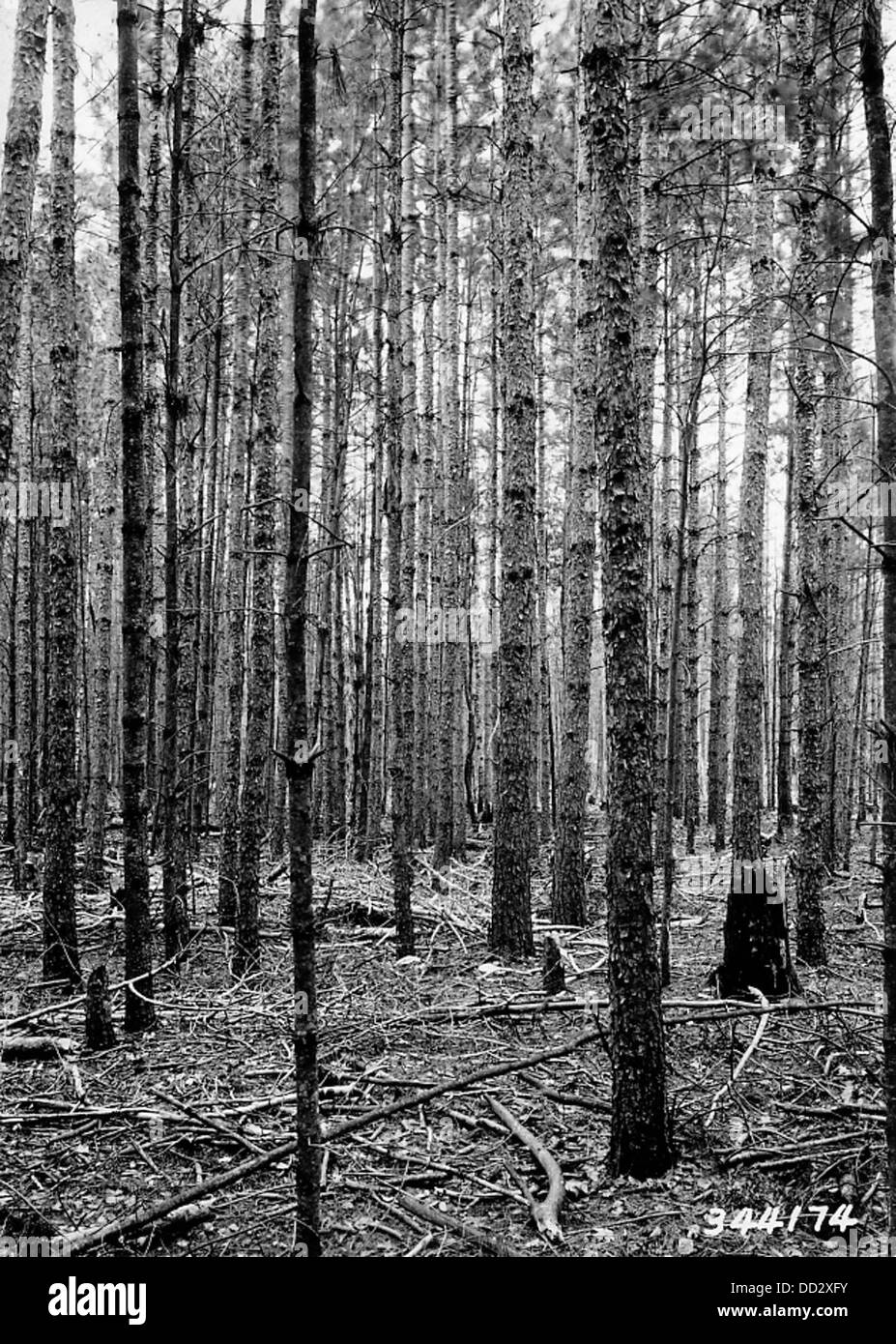L'élagage dans un peuplement de pins de Norvège implique l'enlèvement minutieux des branches afin d'améliorer la santé des arbres, d'améliorer la croissance et de gérer l'environnement forestier. Cette pratique contribue à maintenir la productivité et la biodiversité des forêts. Banque D'Images