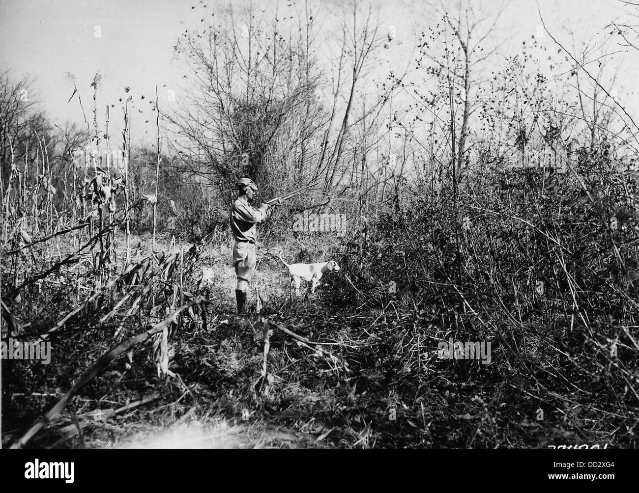 La chasse à la caille, une activité de plein air populaire où les chasseurs poursuivent les oiseaux de caille dans divers environnements. Banque D'Images