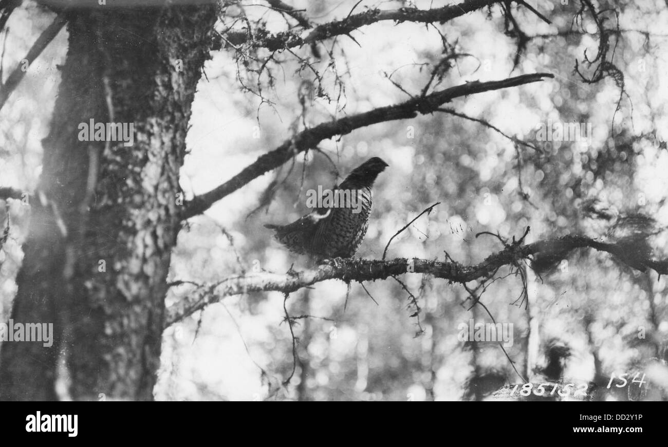 Le tétras froissé, une espèce d'oiseau connue pour son plumage distinctif et son exposition de cour, originaire d'Amérique du Nord et couramment trouvé dans les forêts. Banque D'Images