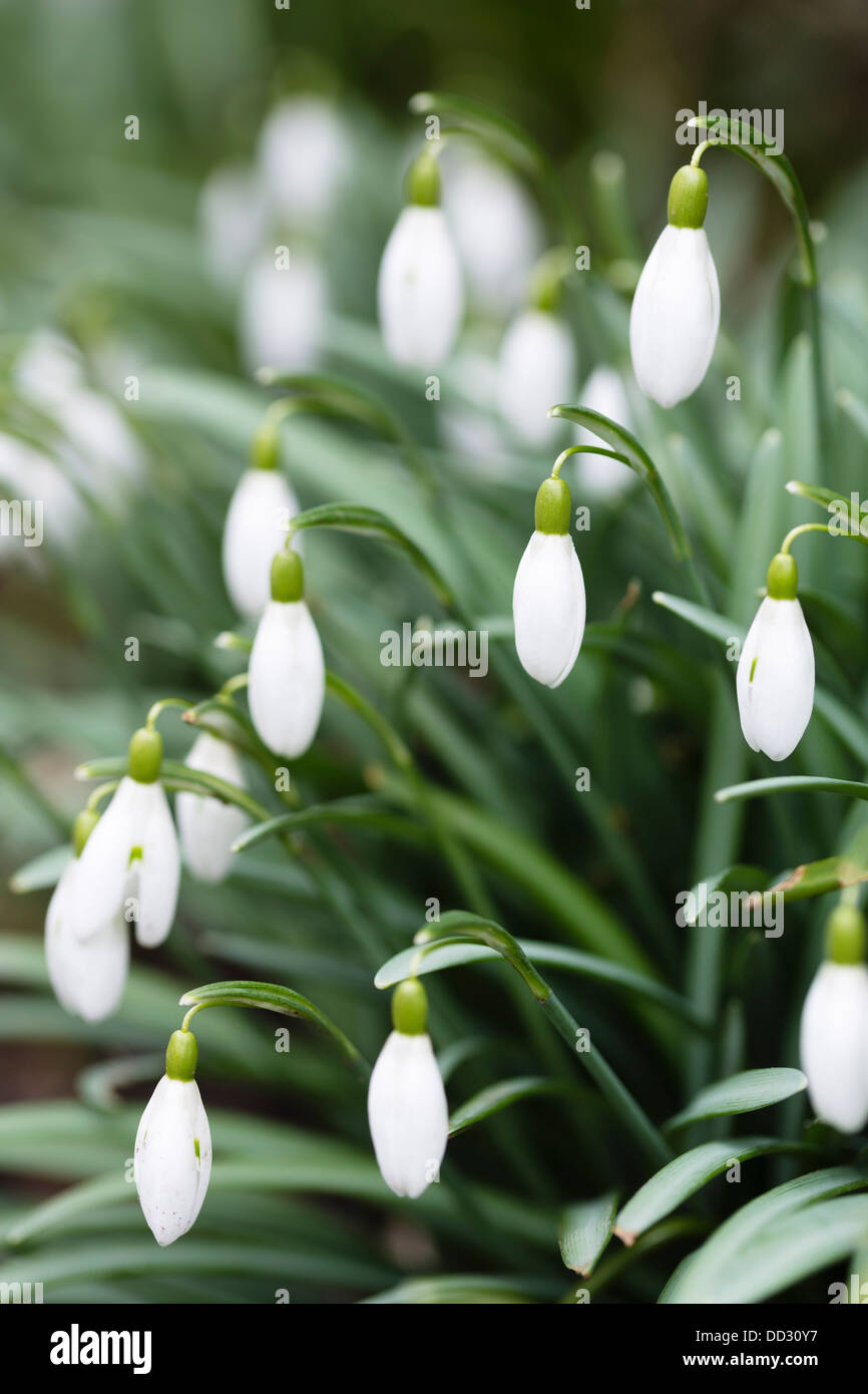 Détail de fleurs sauvages au printemps snowdrop Banque D'Images