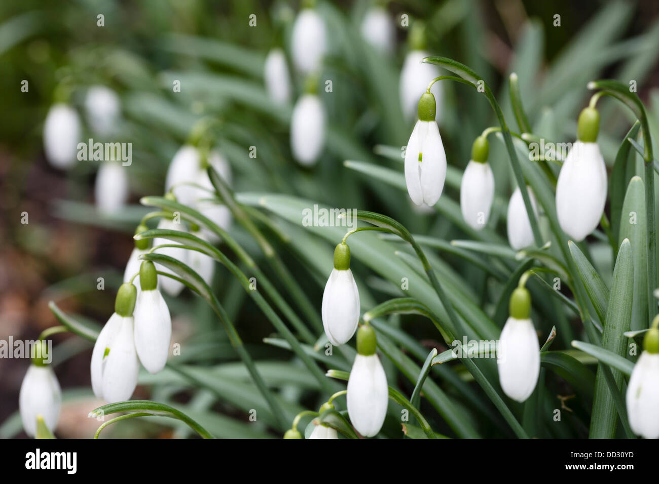 Gros plan du perce-neige (galanthus) fermé au printemps flowerheads Banque D'Images