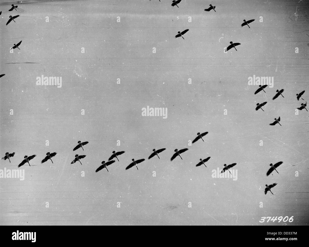 Cette image capture des oies sauvages au refuge Horseshoe Lake State refuge, mettant en valeur ces oiseaux migrateurs dans leur habitat naturel dans la zone du refuge. Banque D'Images