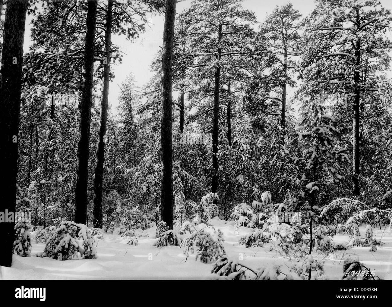 Une scène hivernale le long de Pike Bay Loop Road capture les conditions sereines et glacées typiques de la saison. La neige recouvre la route et le paysage environnant, reflétant la beauté tranquille des mois d'hiver. Banque D'Images
