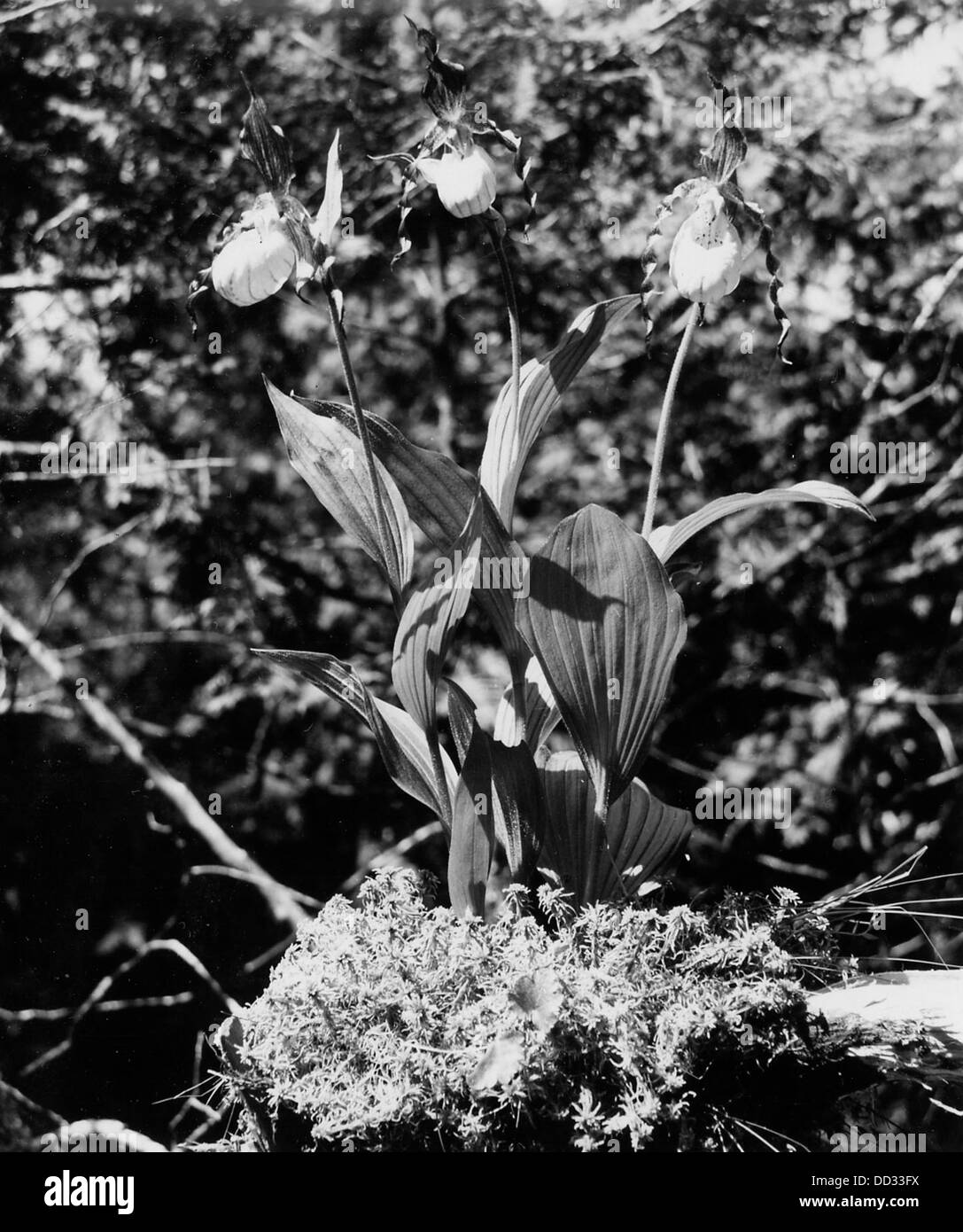 La coccinelle jaune, un type d'orchidée sauvage connue pour sa fleur jaune distinctive, est une espèce protégée que l'on trouve dans des environnements particuliers en Amérique du Nord. Banque D'Images