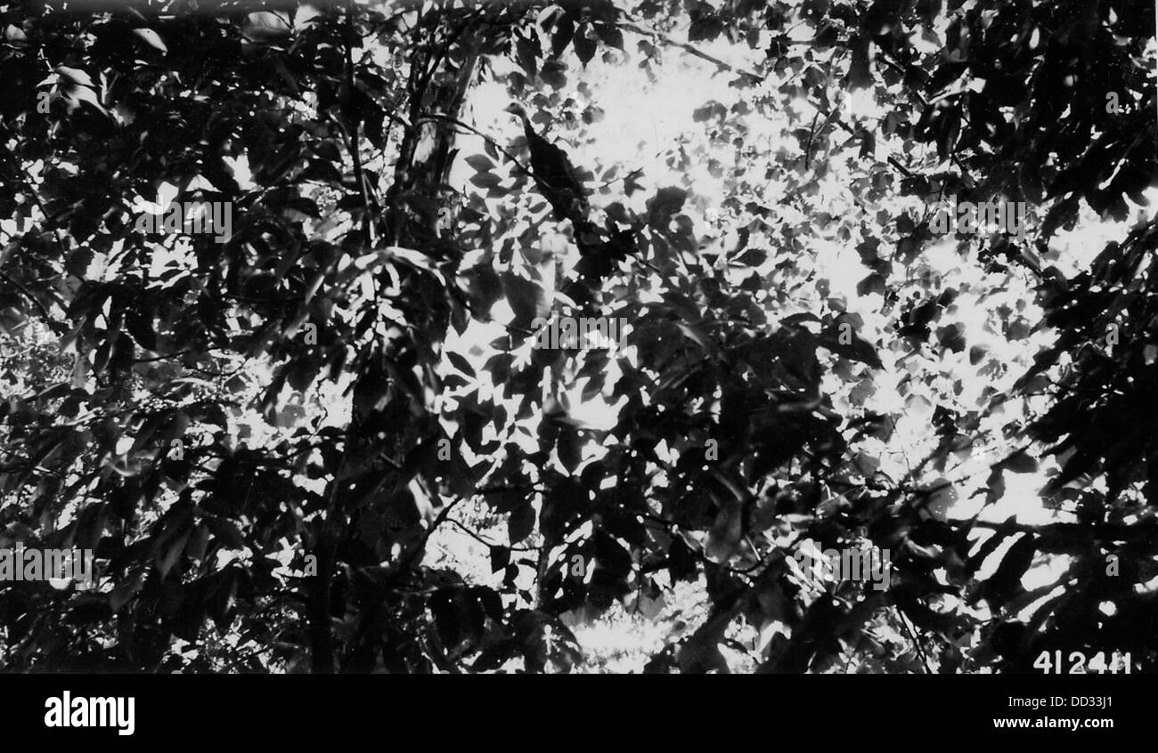 Un groupe de jeunes dindes est enraciné dans un environnement naturel. Les dindes se perchent souvent dans les arbres la nuit pour des raisons de sécurité et de repos, en particulier dans les zones boisées ou boisées. Banque D'Images