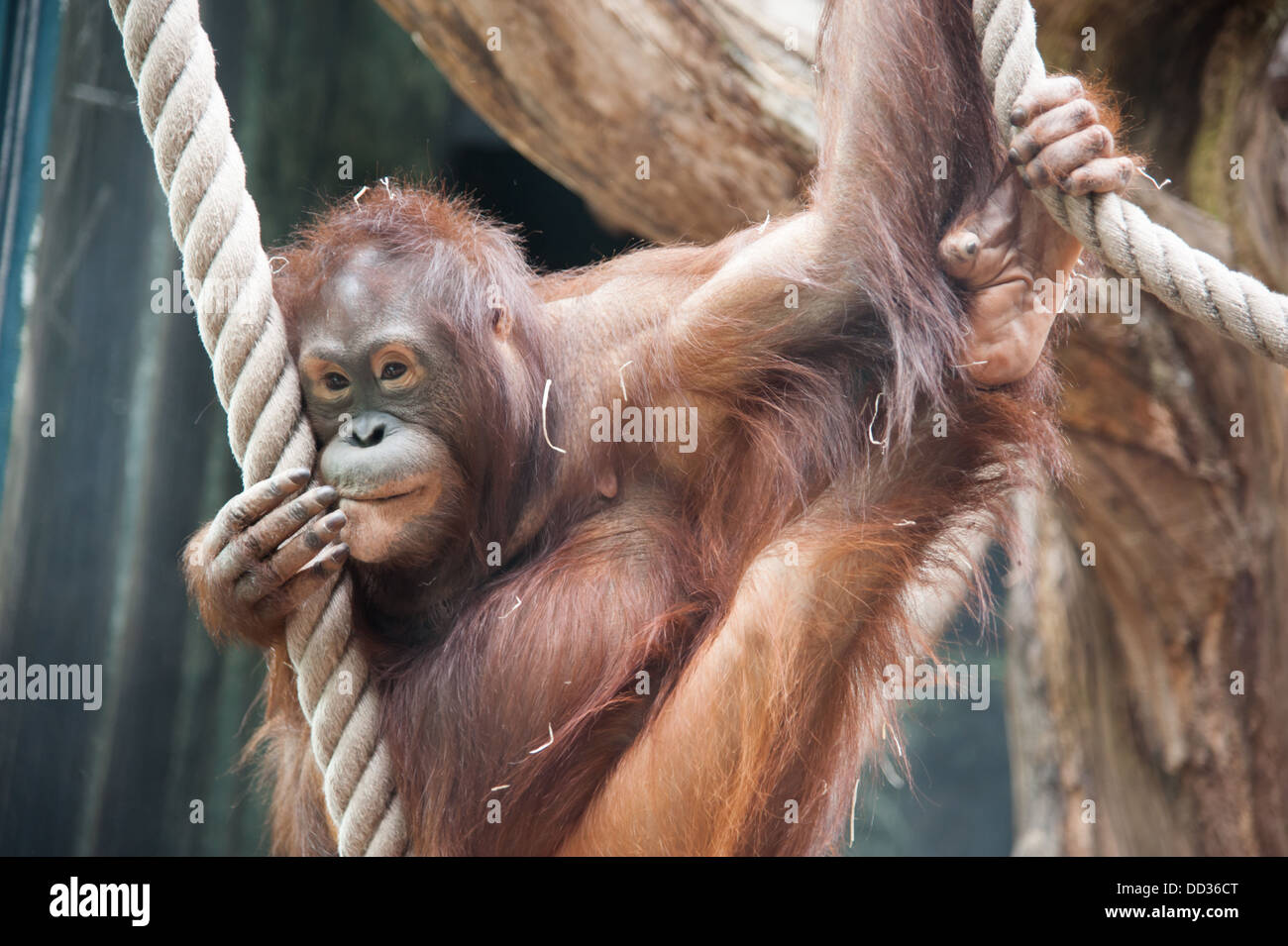 Les orangs-outans dans le zoo de Paris. Banque D'Images