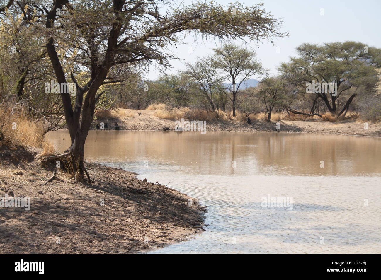 Un point d'eau naturel africain en Namibie avec les babouins Chacma Papio ursinus potable Banque D'Images