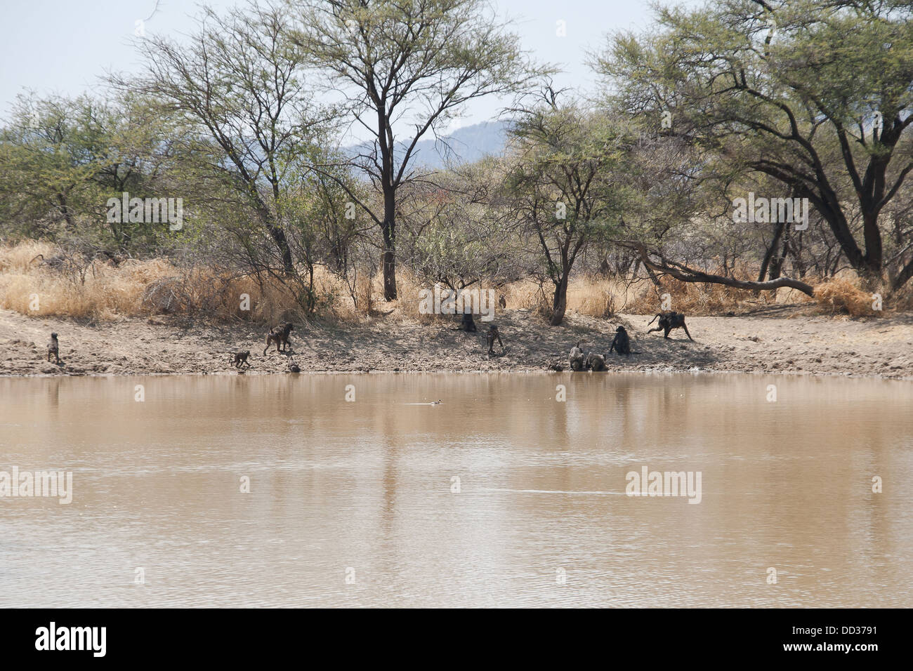 Un point d'eau naturel africain en Namibie avec les babouins Chacma Papio ursinus potable Banque D'Images