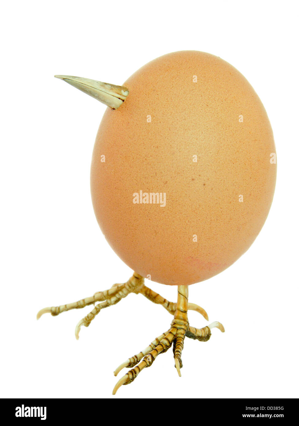 Oeuf de poule fait comme bird Banque D'Images