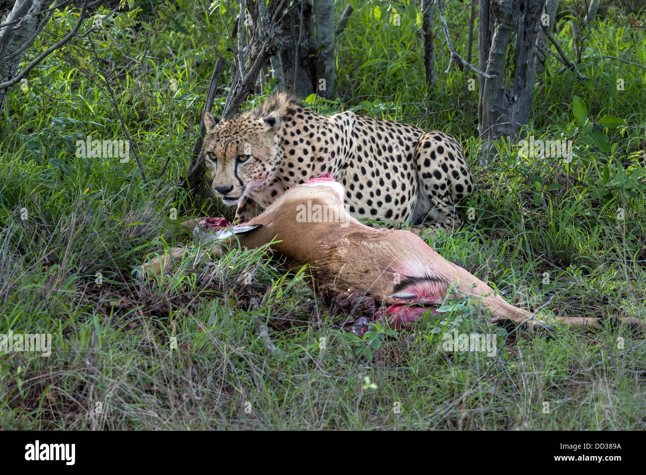 Guépard avec plein estomac gardant son impala tuer Banque D'Images