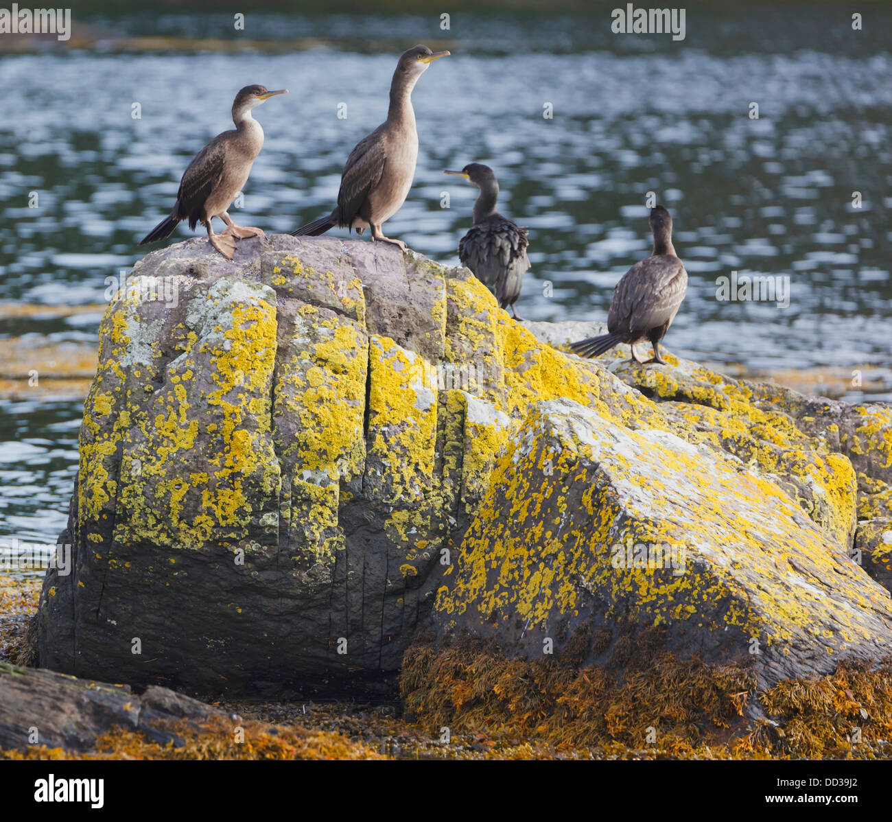 Cormorans (Phalacrocorax carbo) En Glengarriff Harbour, Glengarriff, comté de Cork, République d'Irlande Banque D'Images