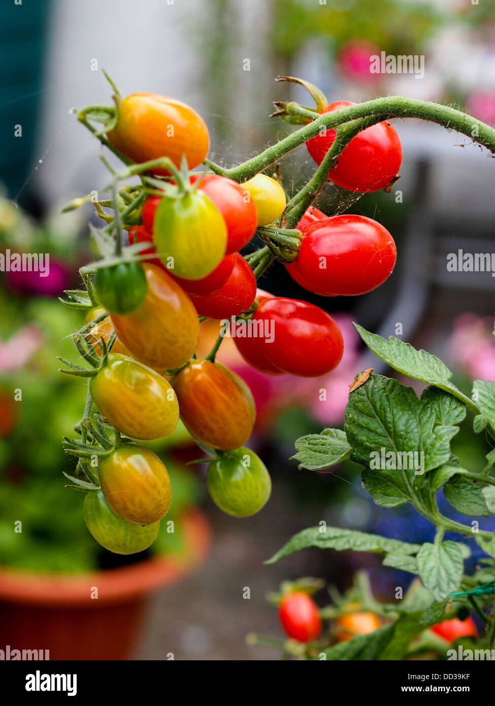 Les tomates mûres et non affinés de plus en plus sur la vigne dans un jardin anglais Banque D'Images