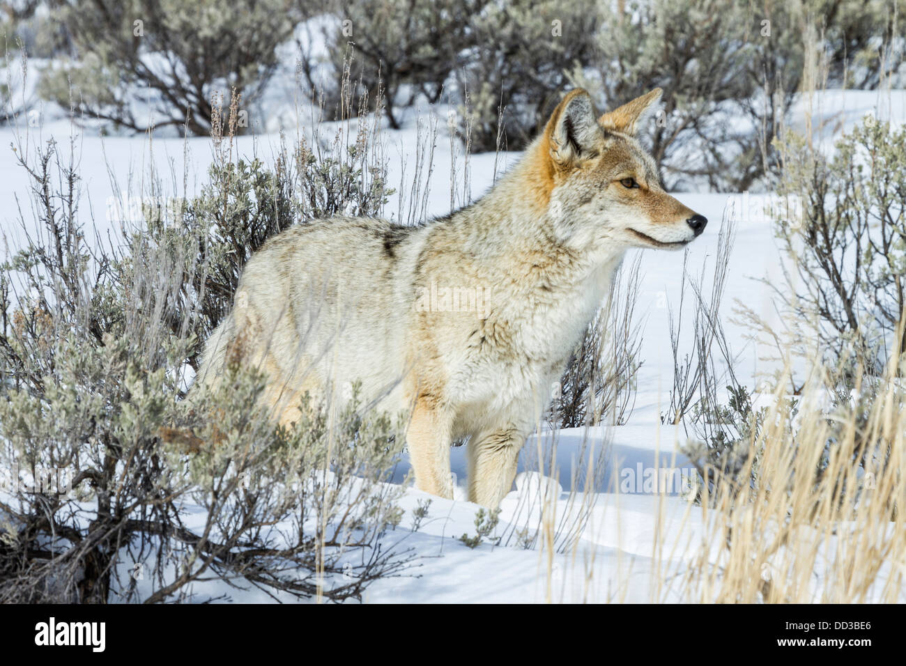La chasse au coyote en hiver. Banque D'Images