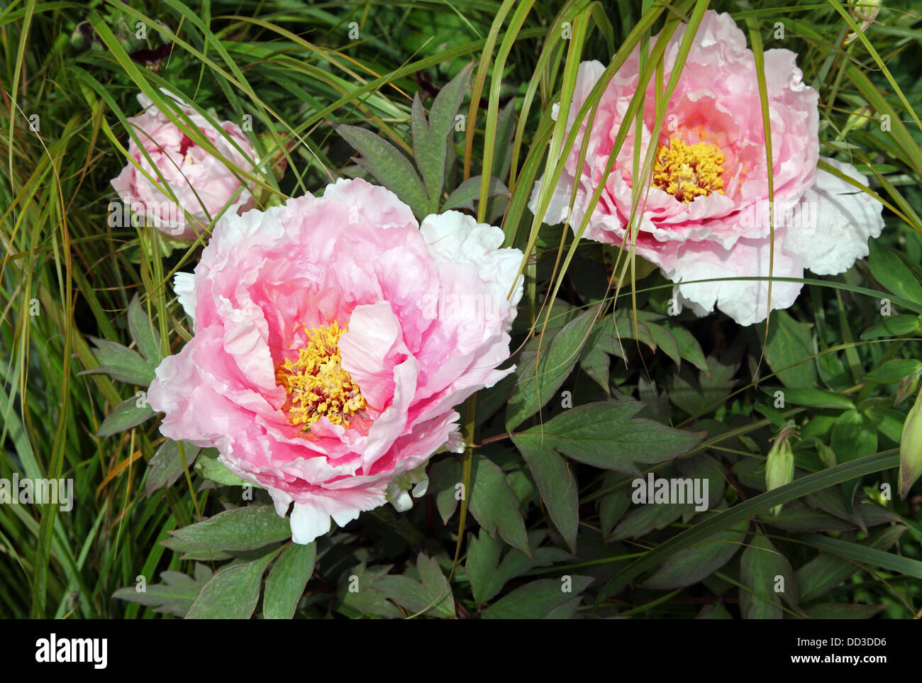 Paeonia suffruticosa pivoine arbustive, Banque D'Images