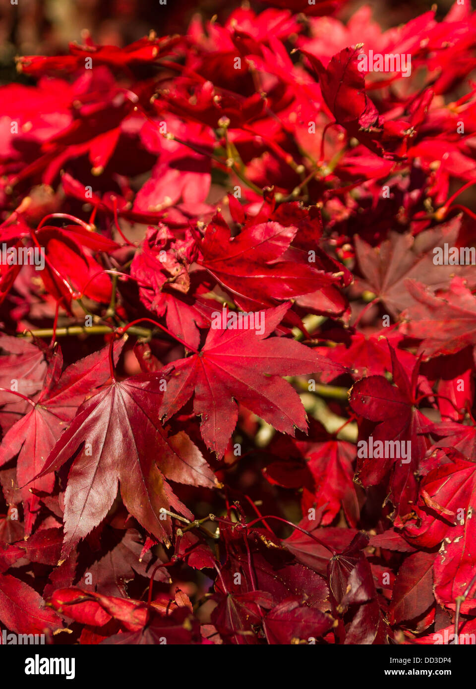 Une branche de feuilles Acer rouge vif à l'automne Banque D'Images