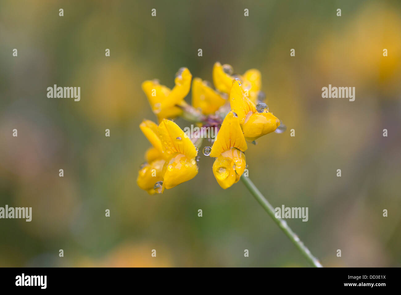 La vesce Horseshoe ; Hippocrepis comosa ; été ; UK Banque D'Images