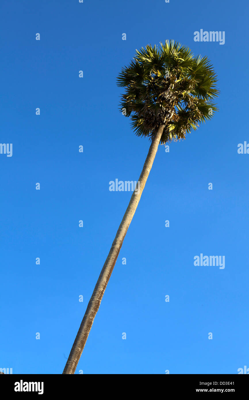 Palm tree cambodgien contre un ciel bleu clair sur une journée ensoleillée Banque D'Images