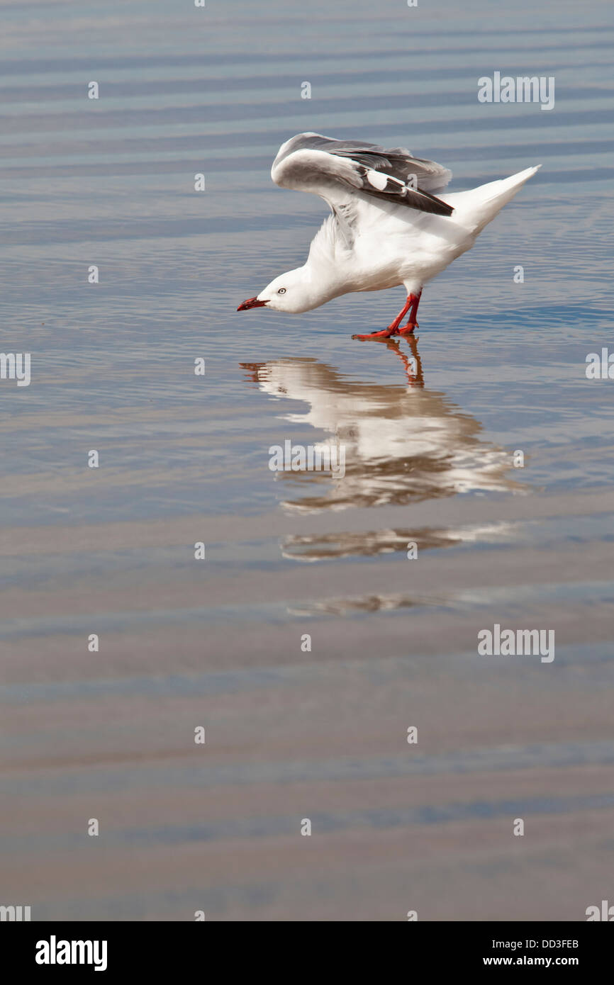 Red-billed Gull - Chroicocephalus scopulinus - , Cannibal Bay, île du Sud, Nouvelle-Zélande Banque D'Images