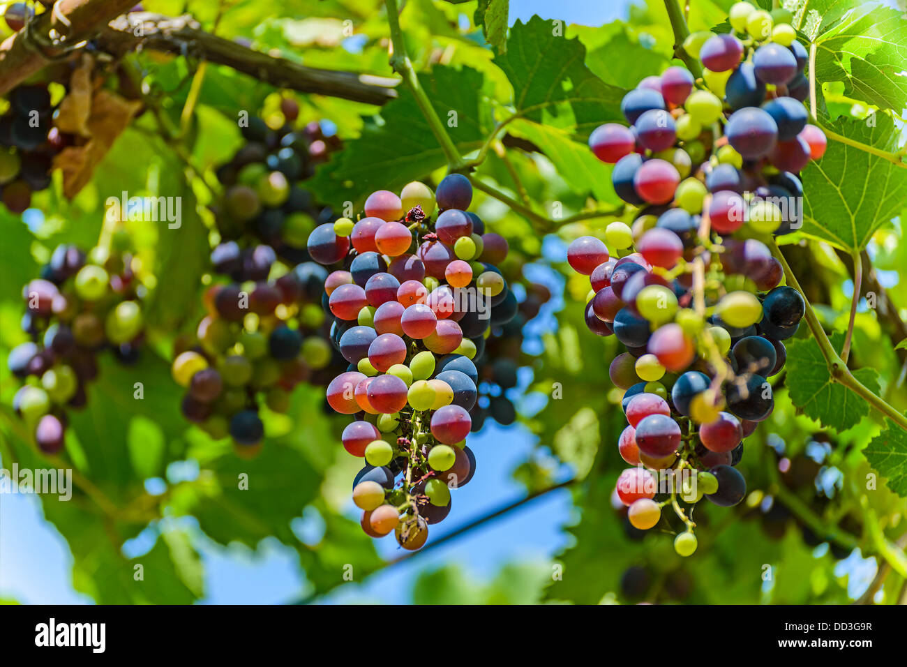 Les balais des raisins est photographié sur le fond de ciel bleu Banque D'Images
