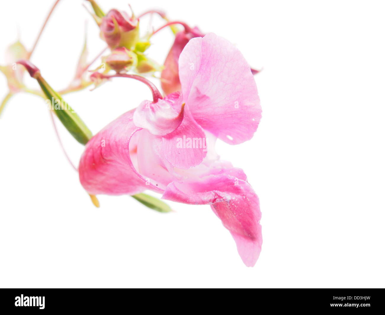 Balsamine de l'himalaya blossom Banque D'Images