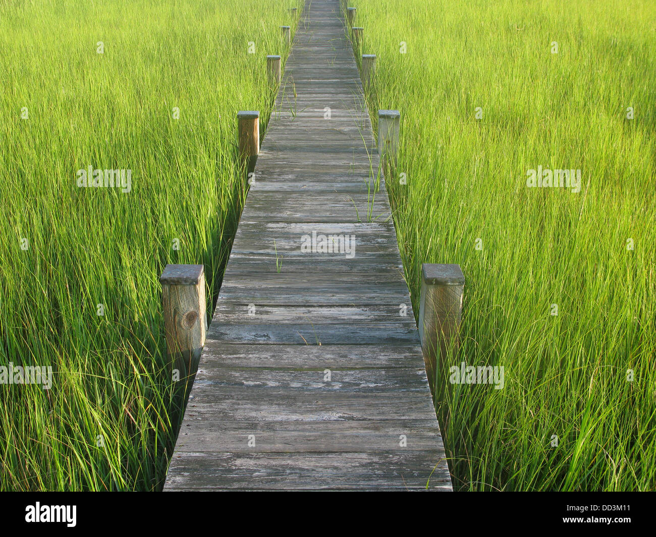 Une passerelle en bois entourée d'herbe verte. Banque D'Images