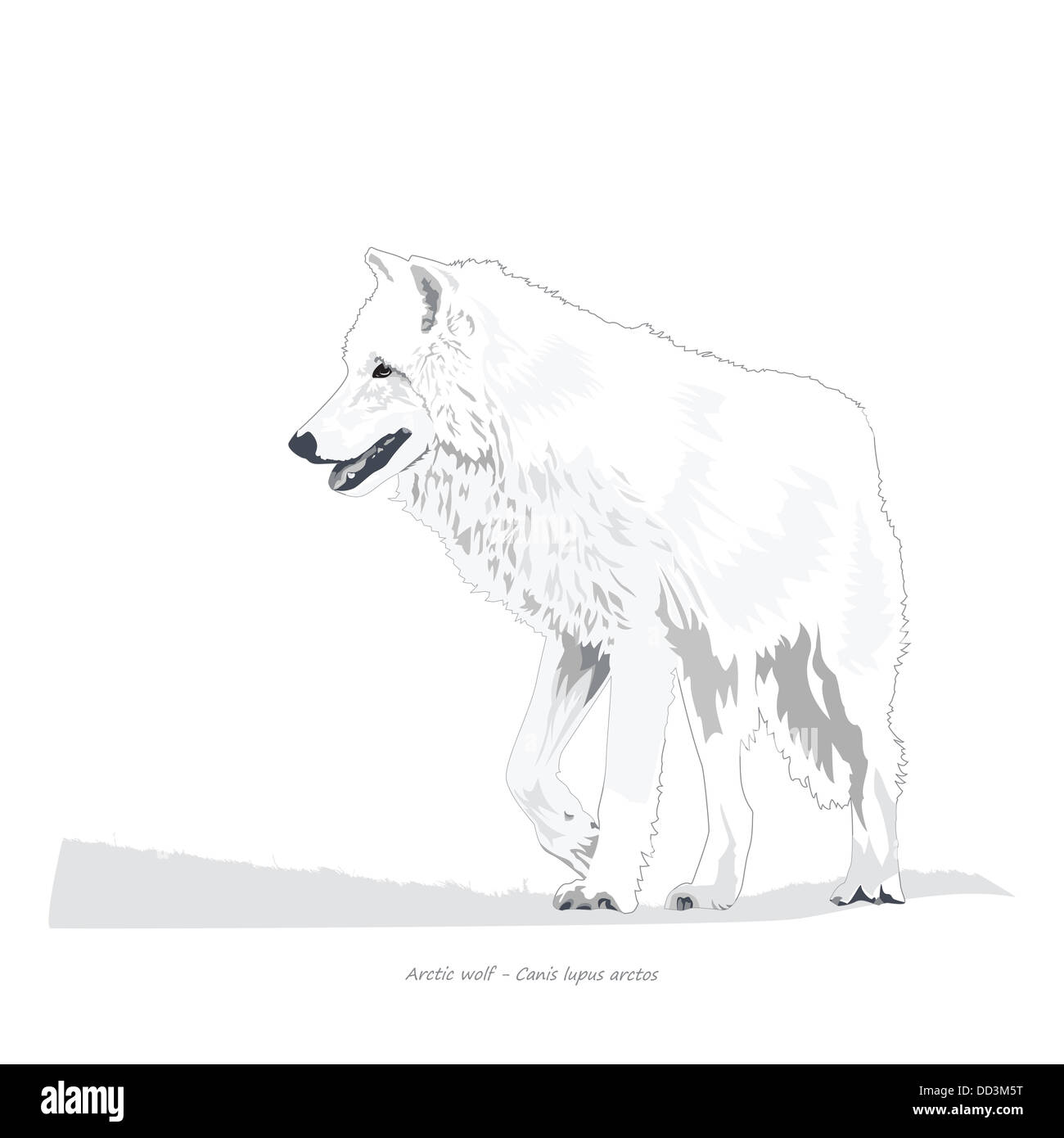 Loup arctique Banque D'Images