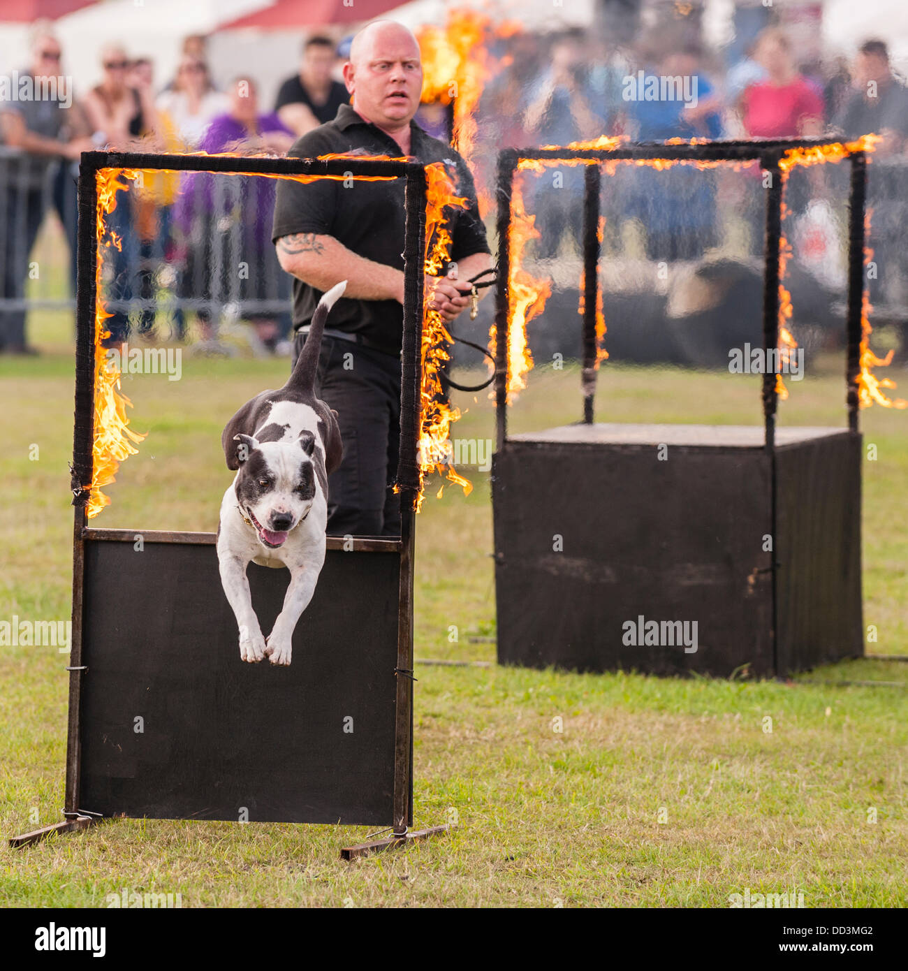 25 août 2013,,un temps magnifique et un grand s pour regarder les spectacles à l'agilité tout sur les chiens montrent au Norfolk Showground , Norwich Norfolk , , Angleterre , Angleterre , Royaume-Uni Banque D'Images