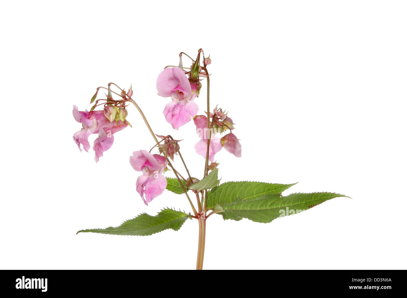 Balsamine de l'Himalaya et le feuillage des fleurs Banque D'Images