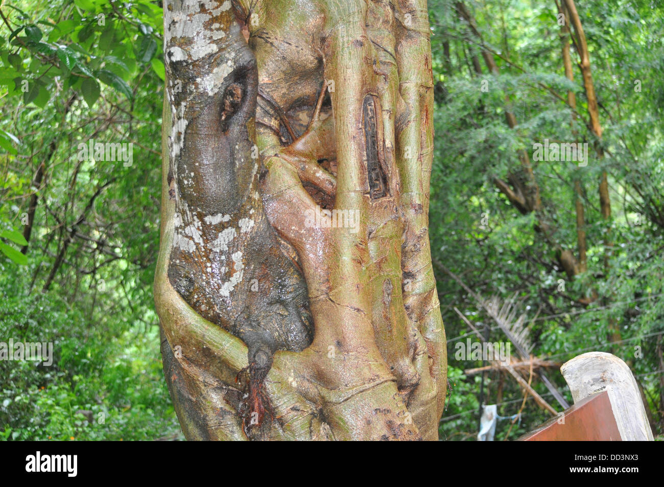 Paraasite arbres Banque D'Images