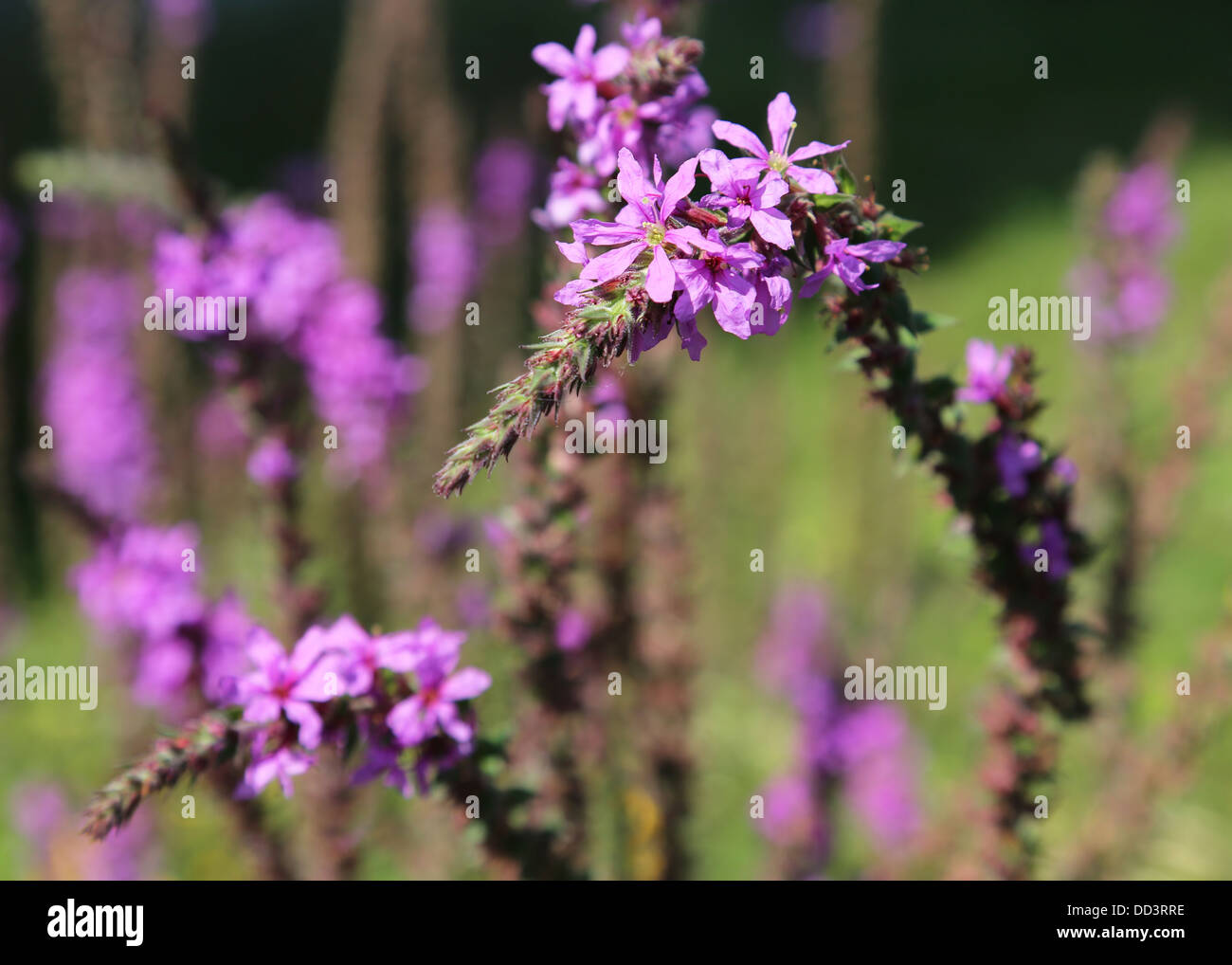 Salvia nemorosa Banque D'Images