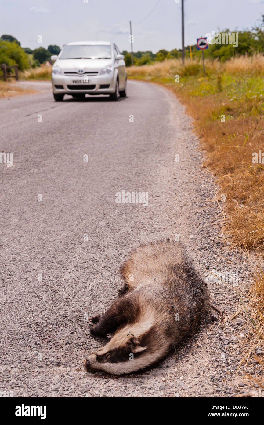 Un blaireau mort sur le côté de la route avec une voiture roulant le long illustrant le danger des voitures à la faune au Royaume-Uni Banque D'Images